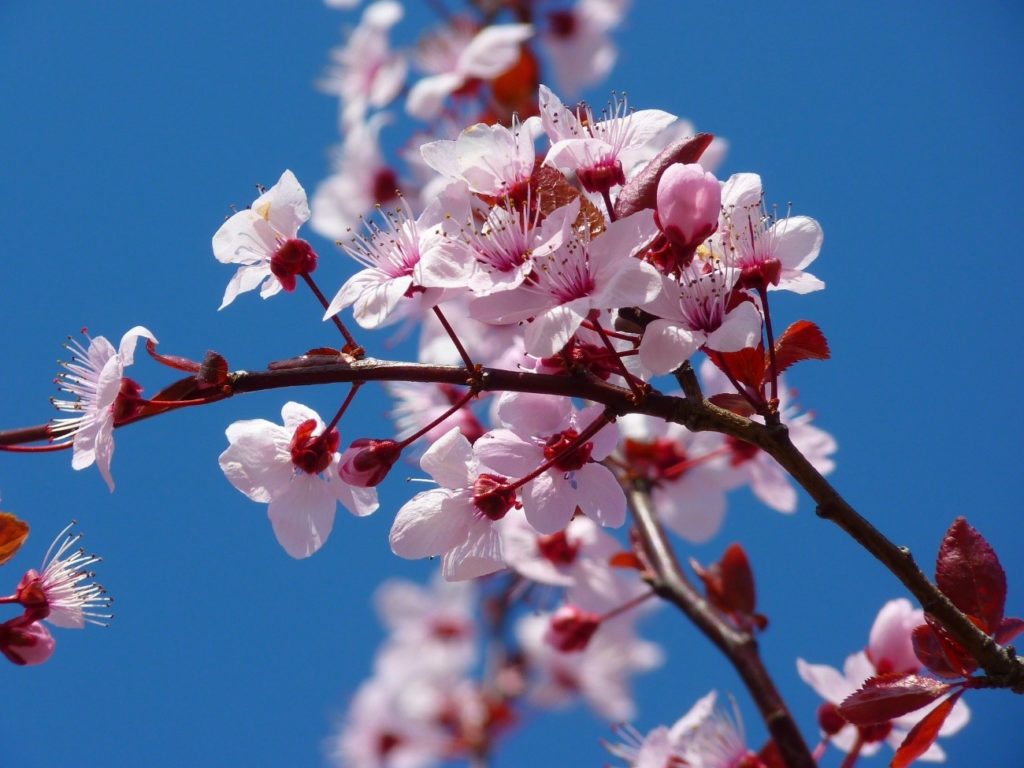almond flower Tenerife